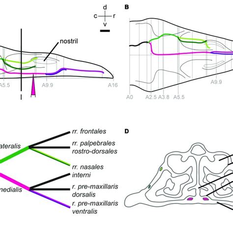 Anatomy Of The Ophthalmic Branch Of The Trigeminal Nerve V1