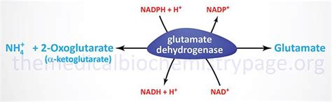 Glutamate Dehydrogenase Alchetron The Free Social Encyclopedia