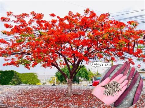 100 Semillas De Árbol Flamboyan Tabachin Delonix Regia MercadoLibre