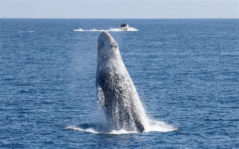 Research Highlight: Scientists Find Key Changes in Gray Whale Migration ...