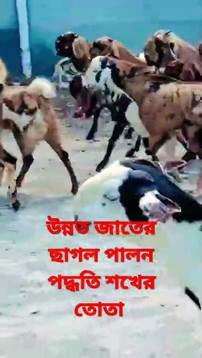 উন্নত জাতের ছাগল পালন পদ্ধতি শখের তোতা 👈ছাগল পালন পদ্ধতিgoat Farmছাগল পালন🐐🐐🐐🐐🐂🐃🐄🐓🐔🐐🐐🐐 Youtube