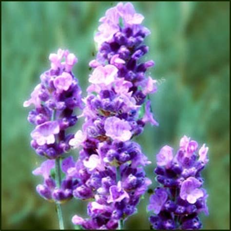 Lavender, 'MELISSA LILAC' - Lavandula angustifolia - Buy from Norfolk Herbs