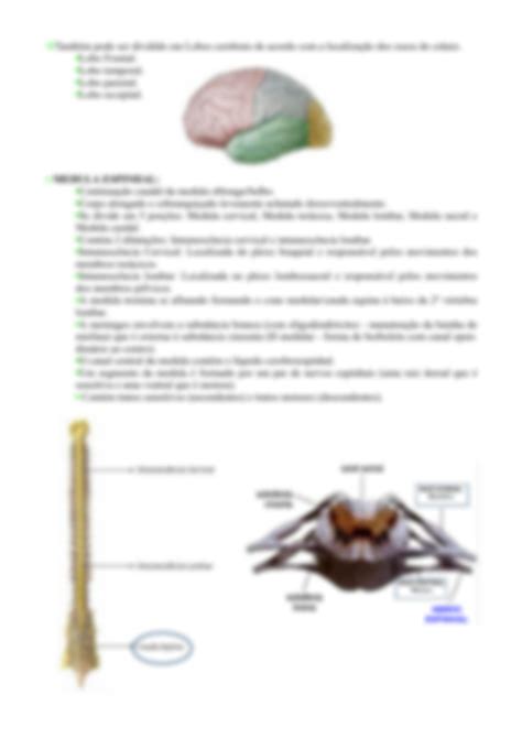 Solution Resumo Neuroanatomia Studypool