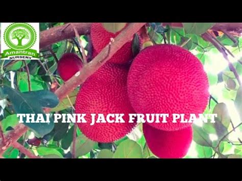 Jackfruit Plant Wholesale Price Mandi Rate For Jackfruit Plant