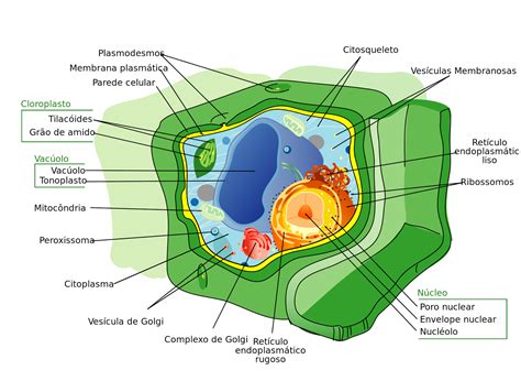 Celula Vegetal Ecologia Viva