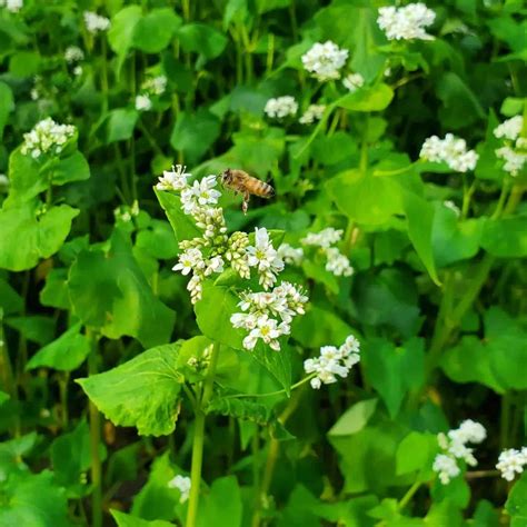 Buckwheat Flower Meaning You Need To Know