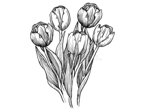 Outline Tulip Line Art Hand Drawn Flowers Tulips Floral Illustration