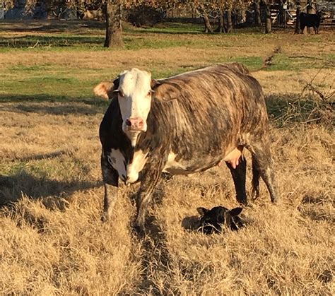 8 Bred Braford Heifers Texas Artofit