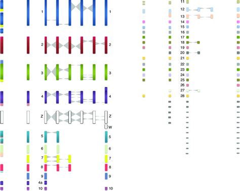 Overall Inferred Karyotypic Changes From The Diapsid Common Ancestor