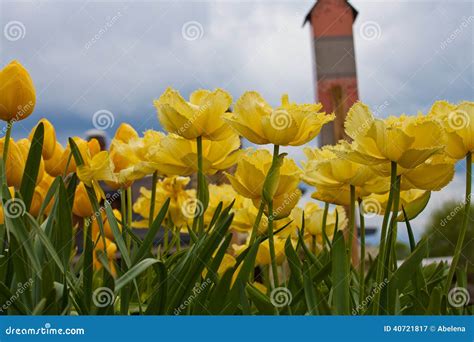 Tulipas Amarelas Bonitas Imagem De Stock Imagem De Nave 40721817