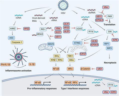 Frontiers Herpes Simplex Virus And Pattern Recognition Receptors An