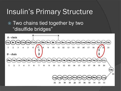 Ppt Insulin Powerpoint Presentation Free Download Id2220680