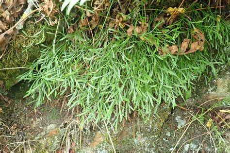 Asplenium Septentrionale