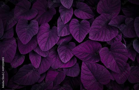 Purple leaves for backgrounds or wallpapers and designs. Purple nature ...