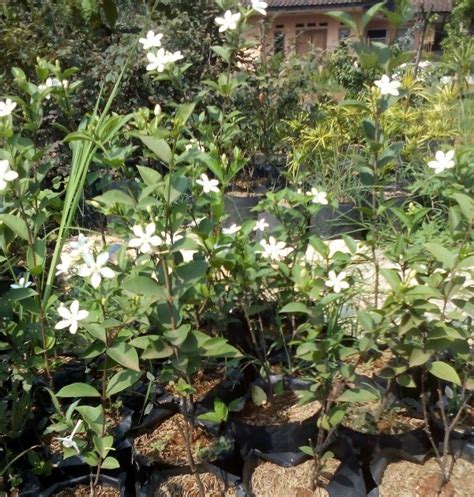 Bonsai Melati Jasmine Aneka Ragam Bentuk Bonsai