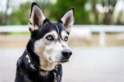 Rottweiler Husky Mix (Rottsky) - Unpredictable But Unique Dog