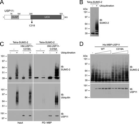 Usp11 Deubiquitinates Hybrid Sumo 2 Ubiquitin Chains In Vitro A