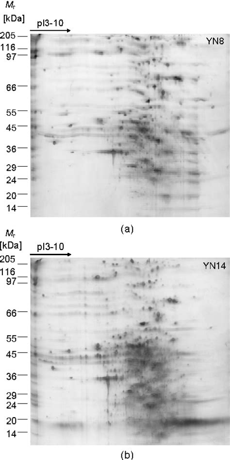 Figure From Comparative Proteome Analysis Of Helicobacter Pylori