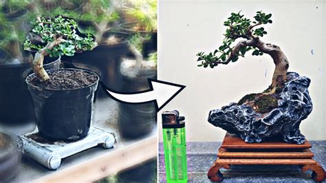 Repotting Bonsai Mame Dari Pot Pembesaran Ke Pot Relief Home Made