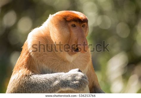 Portrait Fabulous Longnosed Monkey Borneo Malaysia Stock Photo (Edit ...