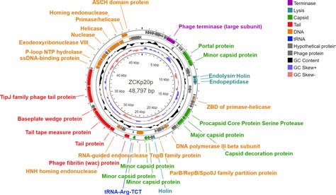 Frontiers Characterization And Comprehensive Genome Analysis Of Novel