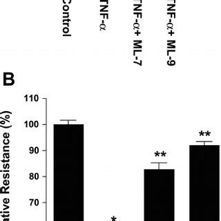 Effect Of Protein Synthesis Inhibitor Cycloheximide On Tnf Induced