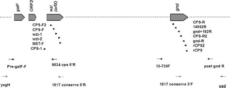 Genetic Alignment Of The Capsular Polysaccharide Synthesis Cps