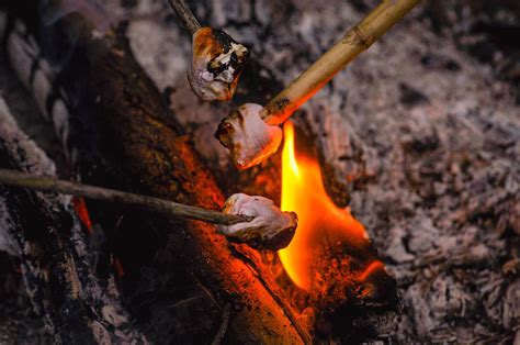 Marshmallows Burning Roasting Free Photo On Pixabay