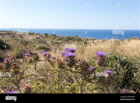 Lampedusa Island Sicily Rabbit Beach And Rabbit Island Lampedusa