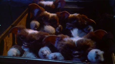 Gremlins Stripe Mogwai Images & Pictures - Becuo