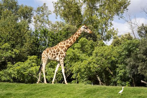 Actividad Buenos días BIOPARC Valencia