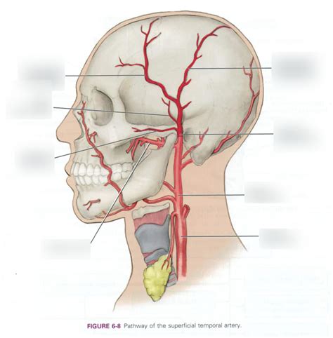 Transverse Facial Artery Facial Artery 