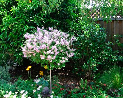 Dwarf Lilac Bush Varieties