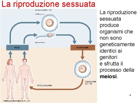 La Meiosi Il Ciclo Vitale Di Molti Organismi