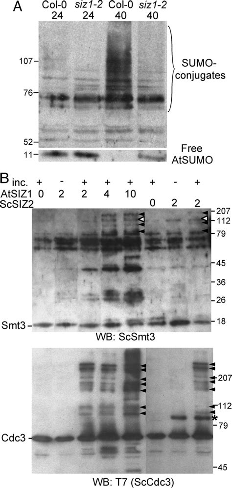 The Arabidopsis SUMO E3 Ligase SIZ1 Controls Phosphate Deficiency