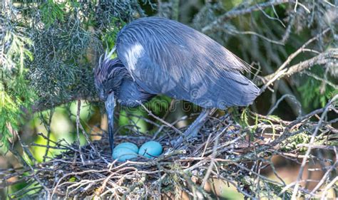 Little Blue Heron At The Nest Stock Image Image Of Waterbirds