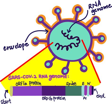 Mutation Madness How And Why Sars Cov Keeps Changing Science In