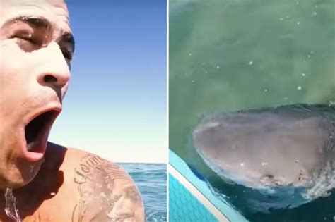 Terrifying Moment Massive Tiger Shark Lunges At Paddleboarder And