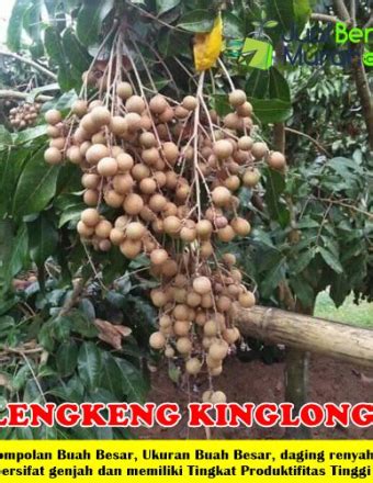 Inilah 4 Cara Praktis Pemupukan Pada Tanaman Buah Durian Yang Baik Dan