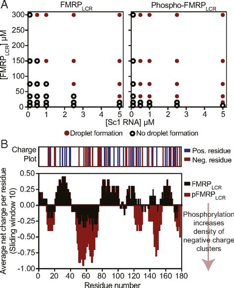 Phosphoregulated FMRP Phase Separation Models Activity Dependent