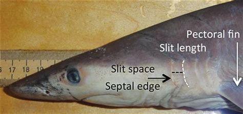 evolutionary  ecological relationships  gill slit morphology