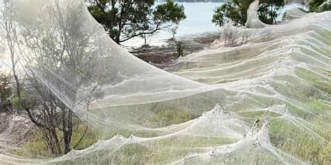 Flooding In Australian Towns Give Rise To Massive Spider Webs On Trees ...