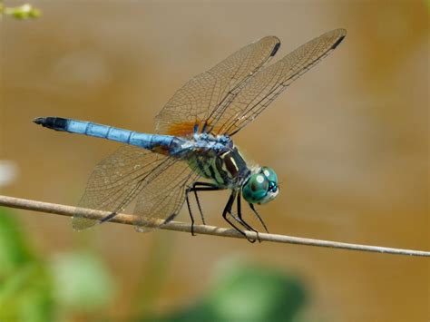 BLUE DASHER DRAGONFLY | Dragonfly, Blue dragonfly, Damselfly