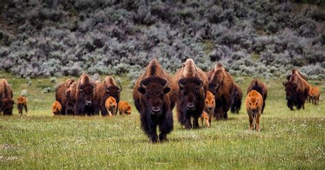 Americas Recovering Bison Populations Are Restoring The Us Landscape