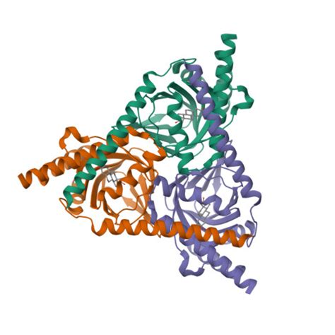 RCSB PDB 8W4C The Sigma 1 Receptor From Xenopus Laevis In Complex