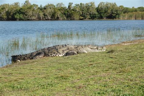 Wildlife Photographer Finds 'Croczilla,' Largest Croc in the Florida ...