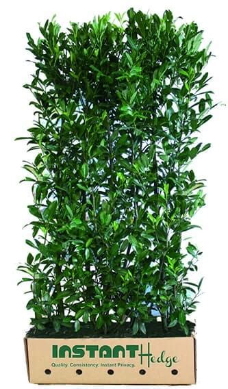 Skip or Schip Cherry Laurel (Prunus laurocersasus 'Schipkaensis') Hedges