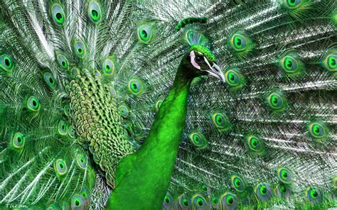 HD Green peacock Wallpaper | Download Free - 145750