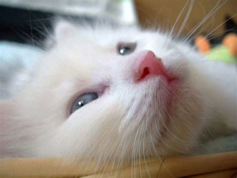 A Close Up Of A White Cat Laying Down