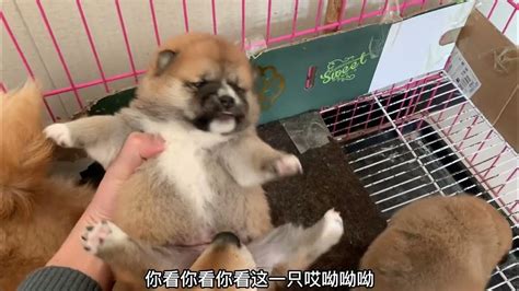 出生18天的小柴犬，刚拿起来就吐舌头撒娇又卖萌，看完心都化了！ Youtube